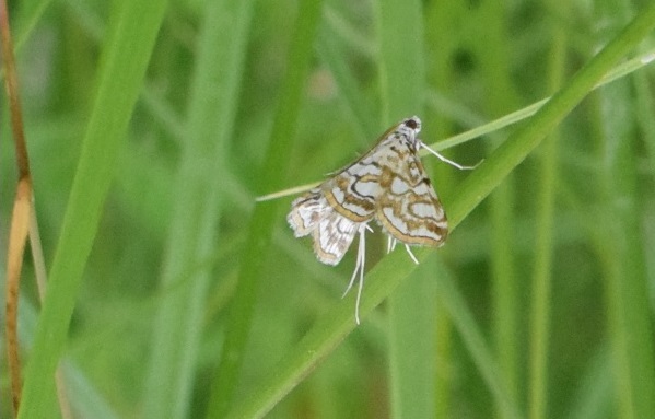 Elophila nymphaeata (Crambidae)?